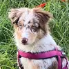 🐶 - @emilystierwelt123 - TikTok