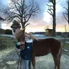 emilystierwelt 🐱🐴🐴 - @emilysponywelt - TikTok