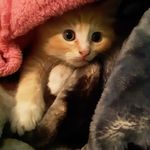 Emily Strout - @simba_is_mine1 - Instagram
