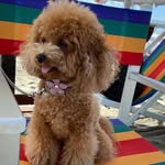Emily 🎀🐩 - @emily.super.star - Instagram