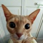Emily Tester - @emmiescats75 - Instagram