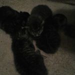 emily veale - @kittenwomen - Instagram