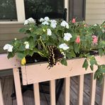 Emily Waguespack - Facebook