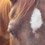 Emily Weldon - @emilyrosepetphotography - Instagram