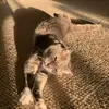 Emily Westfall - @emily.westfall - TikTok