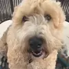 Emily the Wheaton - @emilythewheaton - TikTok