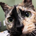 Emily Whitehouse - @lonetreeanimalcare - Instagram