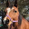 Emily wicks  - @rubyawesomehorse - TikTok