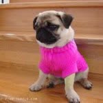Emily Winch - @doddlepug - Instagram