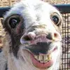 EmilyYoungman21 - @emilyyoungman21 - TikTok