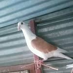 Emin Dilek - @emin_dilek55 - Instagram