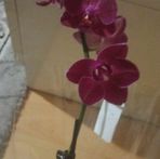 Emine Silay - Facebook