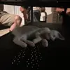 ️ - @emina.caticc - TikTok