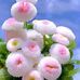 Emine Aslan - Facebook
