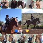 Emma Acton - @cfi_horses - Instagram