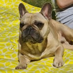 Emma Adamson - @monsieurlloydthefrenchie - Instagram