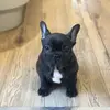 Emma Adamson - @roccothedoggo08 - TikTok