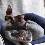 Albert.Emma.Zzy - @albert.emma.devonrex - Instagram