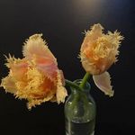 Emma Altman - @altman8126 - Instagram