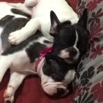 Argo & Emma - @argos2emma - Instagram