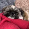emma azzopardi  - @emma_azz - TikTok