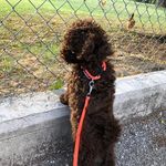 Scotti - @emma.balestra - Instagram