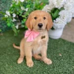 Emma Barkley 🐾| Golden Retriever - @emmamaebarkley - Instagram