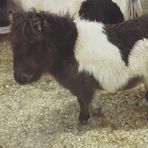 Emma Bicknell - Facebook