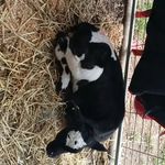 Emma Bicknell - @bicknell6420 - Instagram