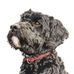 Emma Bingham - Animal and Pet Portraits - Facebook