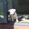 emmabloor - @puglife159 - TikTok
