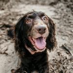 Emmy Lou the Boykin - @emmy.the.boykin - Instagram