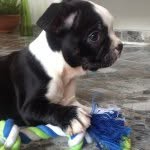 Emma Brito - @emma_the_bostonterrier - Instagram