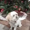 Emma Byler - @emma.byler6 - TikTok