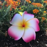 Emma Callender-Bohman - @decievingroyalty - Instagram
