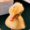 emmacapps205 - @emmacapps205 - TikTok