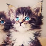 Emma Carbone - @emmacarbonecarbone - Instagram