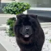 Chowchow - @chowchow_emma - TikTok