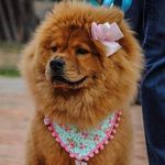 Emma Chow Chow - @emma_barchinienciso_chow - Instagram
