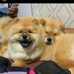 Emma Chow Chow - @salvador_chowchow - Instagram