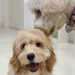 Ms Emma and Mr Coby - @emma.coby - Instagram