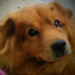 Emma Cockerham - @i_love_dogs_4ever_ - Instagram