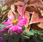 Emma Collum - Facebook