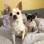 Emma Coney Bologna - @emmabettiechihuahuas - Instagram