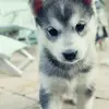 Emma Cote - @emmacoteisawesome - TikTok