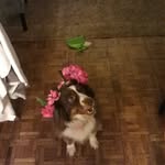 Emma Craddock - @puppy_dust8 - Instagram