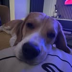 Emma Crow - @trev_the_beagle_diaries - Instagram