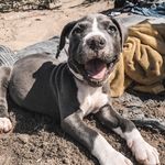 Emma Dodge - @pixels_and_pups_pictures - Instagram