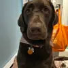 emma dodge - @emmadodge0 - TikTok