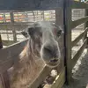 Emma Ellis - @emmaellis47 - TikTok